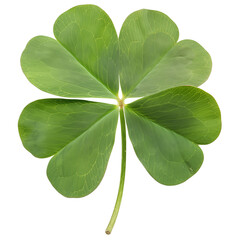 four leaf clover, Good Luck Icon, Shamrock Clover Isolated