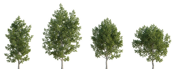 Wall Mural - set of 4 populus tremula (commonly called aspen, common aspen, eurasian aspen, euro) frontal set str