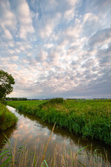 Wall Mural - Beautiful sky with dotted altocumulus clouds over the green and watery Dutch landscape