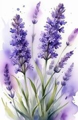 Wall Mural - Lavender watercolor background. Delicate flower bouquet on a white background. Spring-summer banner template