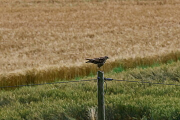 buzzard