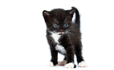 Sticker - black kitten stands and looks at full length on a white background