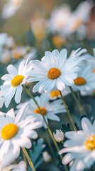 Wall Mural - Close-up of daisies in a field, soft focus, natural light. Nature and summertime concept