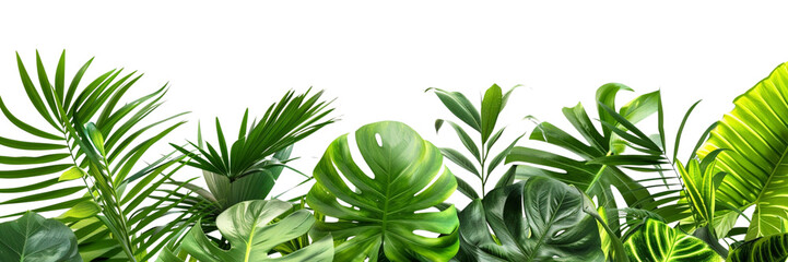 Wall Mural - Lush green tropical plants bush leaves  isolated on transparent png background