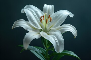 Wall Mural - A captivating white lily blooms elegantly, with smooth, outward-curving petals. The golden stamens add a touch of warmth, highlighted against the pristine white petals and dark backdrop.