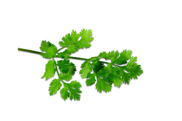 Wall Mural - fresh green coriander or cilantro leaves for cooking,masala chutney,can use as health,nature,food concept,cutout in transparent background,png format