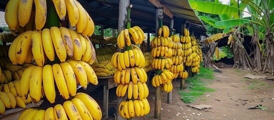 Wall Mural - A Bunch of Bananas for Sale