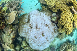 great barrier reef