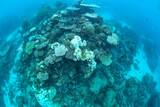 great barrier reef