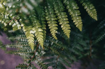 Wall Mural - Close-up of green fern leaves in a natural setting