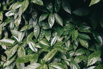 Wall Mural - Close-up of lush green leaves with yellow spots in natural light