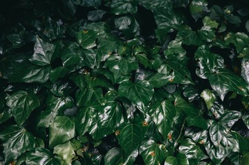 Wall Mural - Close-up of lush green ivy leaves with a natural, dark background