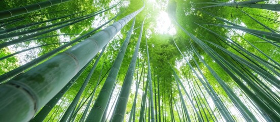 Wall Mural - Sunlight Through Bamboo Forest