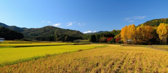 Wall Mural - Golden Fields and Autumn Trees in Japan