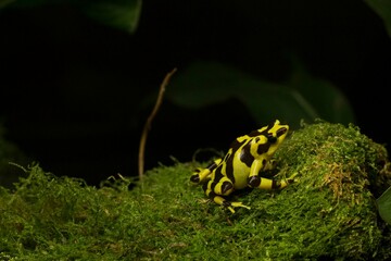 panamaniam frog