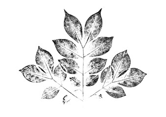 ink stamp impression of a leaf or plant with organic texture. isolated leaf print for floral art or 