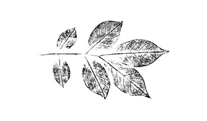 Ink stamp impression of a leaf or plant with organic texture. Isolated leaf print for floral art or pattern.
