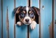 © Giuseppe Cammino - Puppy eyes looking to camera over grunge wooden background. Little dog peeking out from behind blue background. Pets adoption, shelter, rescue, help for pets
