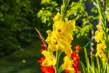 Wall Mural - Close-up capturing the vibrant yellow and red blooms of gladiolus in the garden.