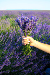 Wall Mural - Lavender field