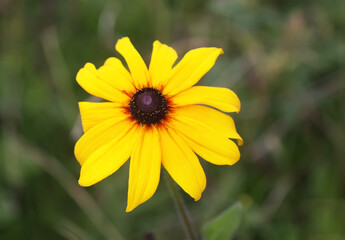 Rudbeckia hirta yellow flowers in a garden. Black-eyed Susan plants in flowering season.