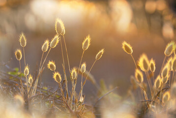 Canvas Print - Sunny meadow