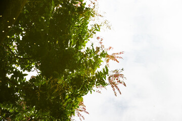 Wall Mural - A tree with leaves is reflected in the water