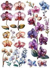 Wall Mural - set water color orchid flower illustration design isolated on white background