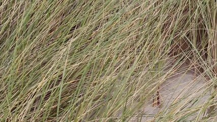 Wall Mural - Tight Shot Of Sea Grass Growing On Sand Beach Watsonville California Handheld Overcast Day
