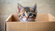 © Sujid - Adorable kitten peeking out of a cardboard box , cute, playful, fluffy, feline, pet, surprise, curious, small