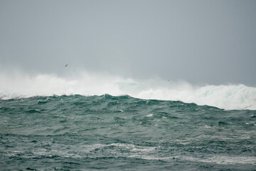 Wall Mural - Waves in the ocean