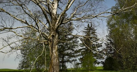 Wall Mural - birch trees in the spring season during the appearance of the first foliage, fresh foliage on birch trees in sunny May