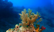 © Johan - Frosty and crispy christmas algea and plant in the ocean. Underwater photo of colorful algea. From a scuba dive in Bali, Indonesia, Asia.