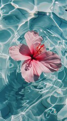 Wall Mural - Pink hibiscus flower floating on clear turquoise water, nature tranquility concept