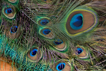 Wall Mural - Beautiful green peacock feathers, Close up