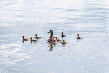 A family of ducks, a duck and its little ducklings are swimming in the water. The duck takes care of its newborn ducklings. Mallard, lat. Anas platyrhynchos