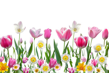 Wall Mural - spring flowers border isolated on transparent background