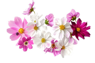 Wall Mural - spring flowers isolated on transparent background