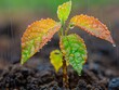 © Sinechana - Detailed view of a young sapling drenched by rain, highlighting the glistening water beads on its vibrant leaves and the moist soil around its base