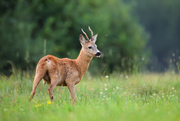 Wall Mural - Roe deer male ( Capreolus capreolus )