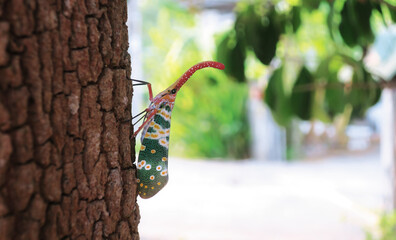 Lantern-fly or Fulgarid bug on tree stem with long red head and colorful green wing, that is Pyrops candelaria