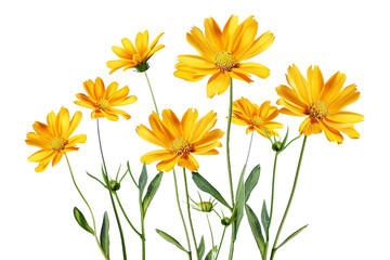 yellow flowers isolated on transparent background