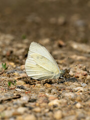 Sticker - Schmetterling