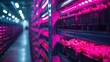 © photolas - Shelf on a stand with green plants. Vertical farm of organic plants under artificial pink LED light. Hydroponics system. Agricultural technology.