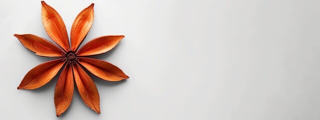Wall Mural -  Close-up of an orange flower against a white background, ideal for text overlay or image replacement