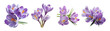 © antkevyv - Purple crocus flowers isolated on transparent background, petal botany beauty delicate