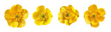Four yellow buttercup flowers isolated on transparent background, petals stamen pistil pollen
