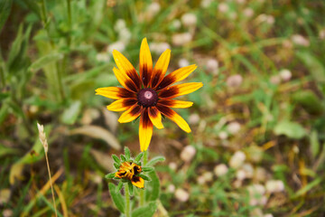 Wall Mural - Rudbekia ,Rudbeckia L.,Rudbekia owłosiona ,Rudbeckia hirtakwiat