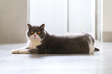 Wall Mural - British shorthair cat lying on the floor