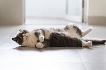 Poster - British shorthair cat lying on the floor